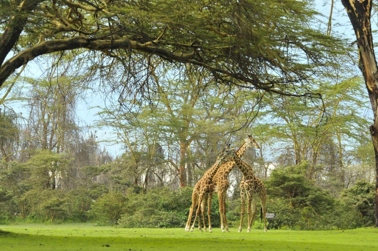 Lake Naivasha Sopa Resort Exteriér fotografie